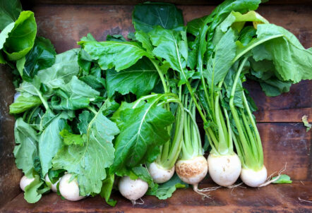 かぶの仕入れ相場と業務用卸売・産地直送の安い購入先