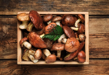 スーパーで買える多様な食用きのこの集合写真