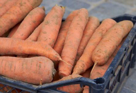 産地直送で新鮮な業務用にんじん