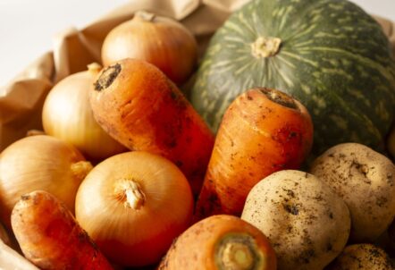 北海道産の新鮮な野菜を収穫する農家