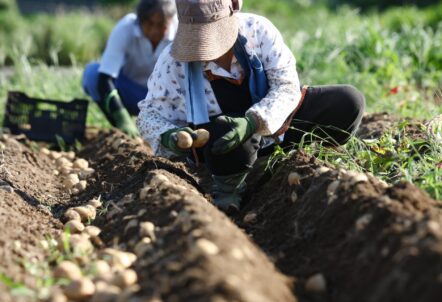 こだわり野菜を育てる北海道の情熱的な生産者