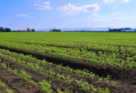 高品質な業務用にんじんを育てる北海道の畑
