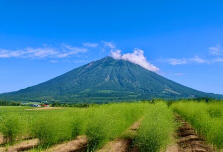 北海道の圧倒的な農業生産力と物流拠点