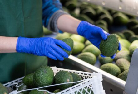 価格高騰が続くアボカドと産地のイメージ