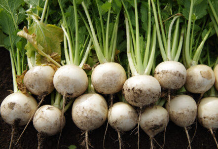 かぶの仕入れ相場と業務用卸売