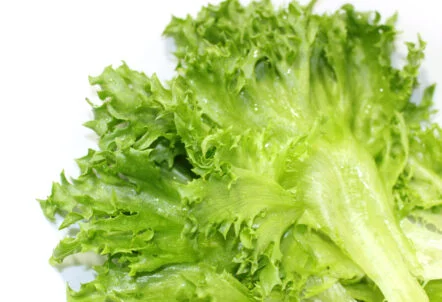 フリルレタスとは？特徴や栄養、おすすめの食べ方・レシピを解説