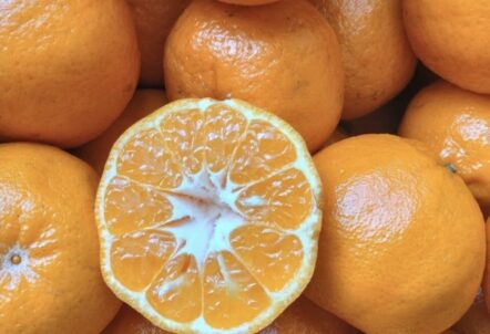 ぽんかん業務用仕入れ｜産地直送