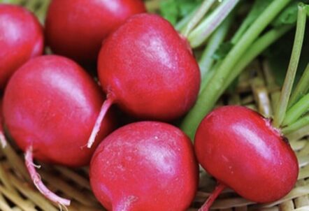 ラディッシュ・二十日大根の業務用仕入れ｜野菜と種子の卸売ガイド