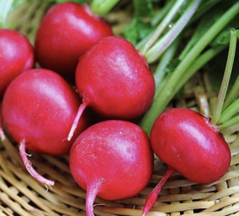 ラディッシュ 二十日大根の業務用仕入れ 野菜と種子の卸売ガイド