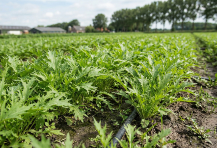 水菜の仕入れはどこがいい？業務用通販や卸業者を徹底比較