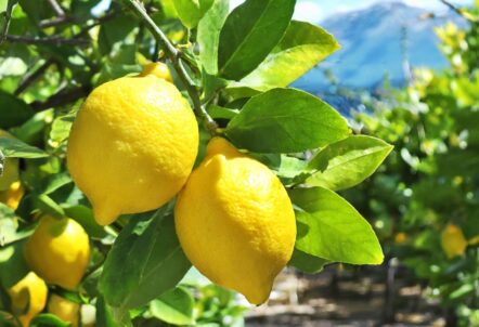 業務用レモンおすすめ10選