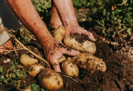 北海道 秋野菜 完全ガイド 収穫の黄金期を活かす業務用調達戦略