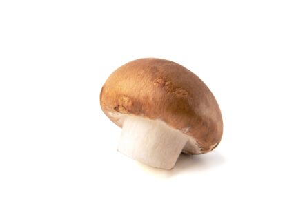 大きいきのこ完全ガイド！世界最大の種類から食べ方・見分け方まで