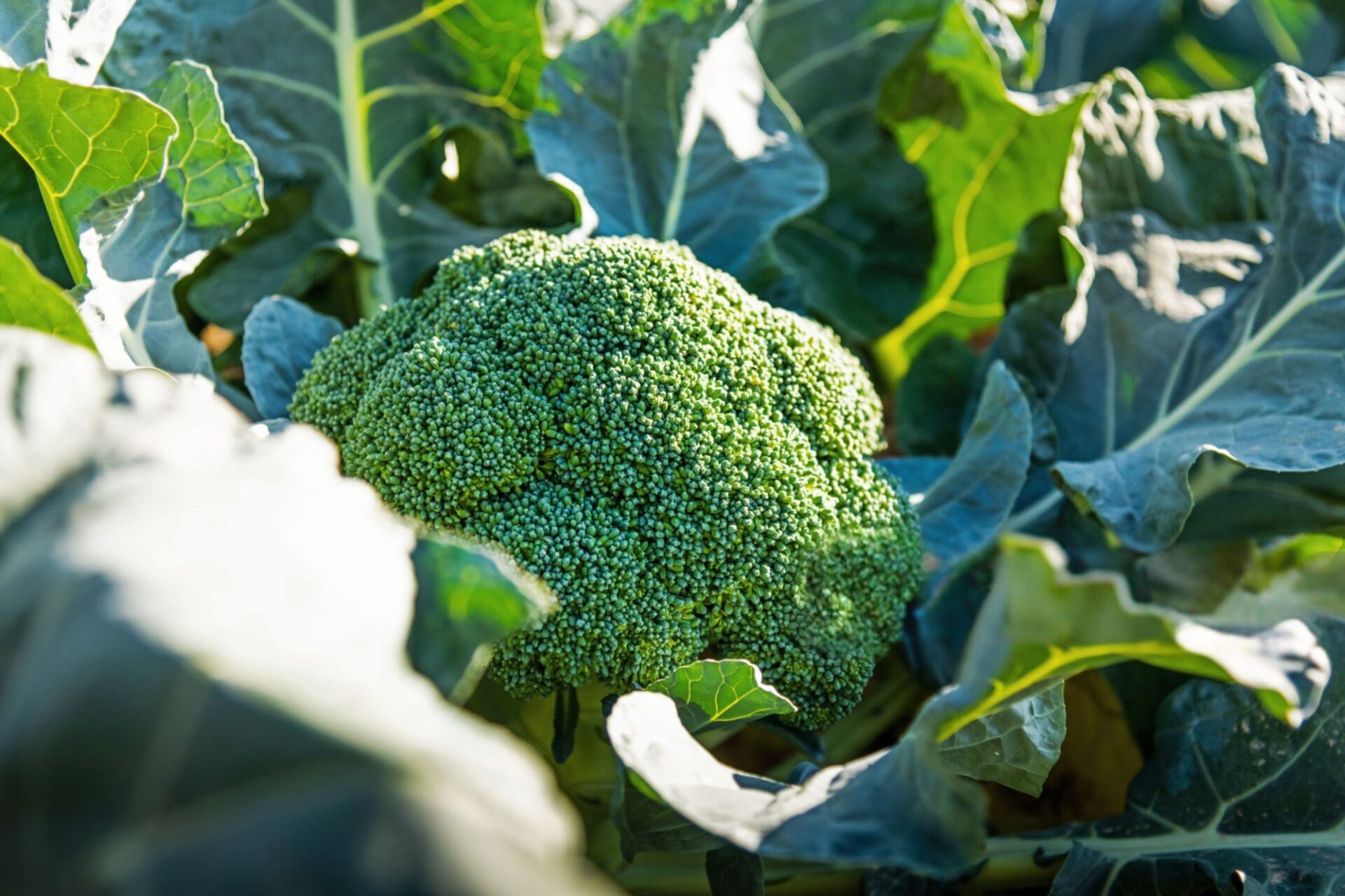 栄養価が高く、毎日の食卓で使いやすい定番野菜のブロッコリー