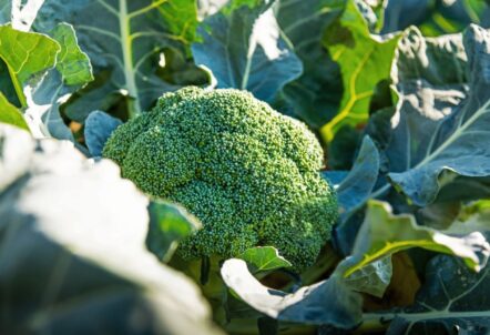 ブロッコリーがスーパーフードと呼ばれる理由|スプラウトとの違いや栄養・効果を解説