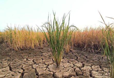 干ばつ・水不足が直撃——業務用野菜仕入れを安定させる仕入れ先の選び方