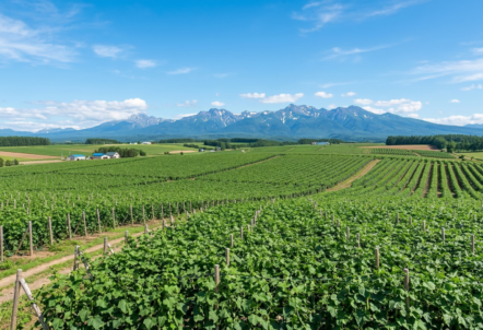 北海道の広大で緑豊かなきゅうり畑と、澄んだ青空。