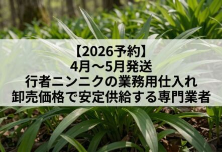 【2026予約】4月〜5月発送｜行者ニンニクの業務用仕入れ｜卸売価格で安定供給する専門業者