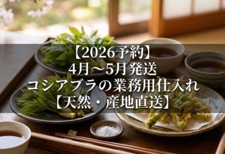 【2026予約】4月〜5月発送｜コシアブラの業務用仕入れ【天然・産地直送】