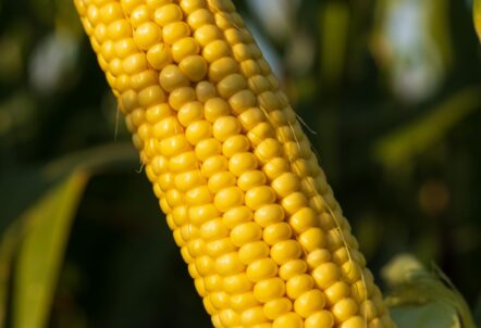 とうもろこし