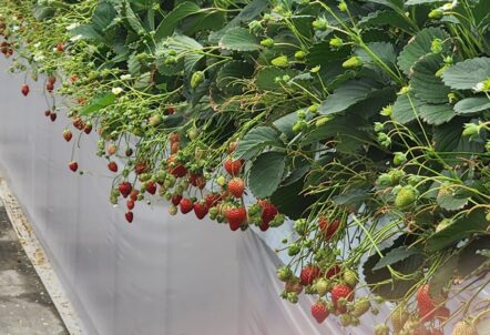 イチゴ栽培