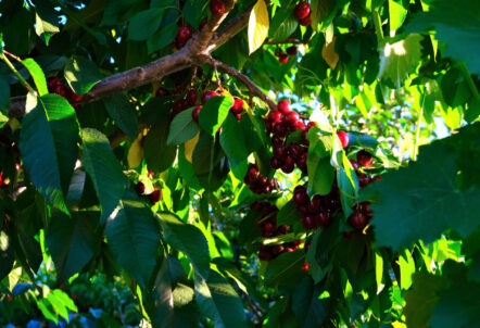 アメリカンチェリー