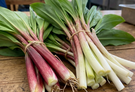 行者ニンニク赤白