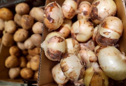 じゃがいもたまねぎ