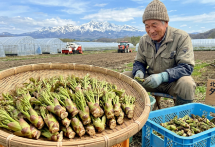 タラの芽 北海道