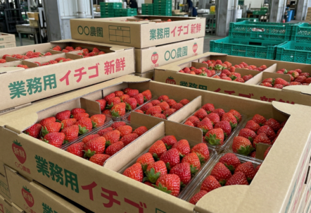 業務用イチゴ