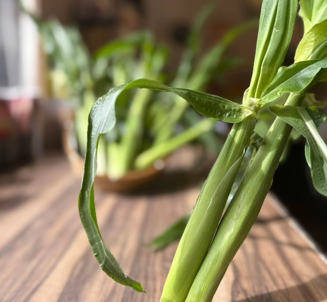 マカリヤングコーン