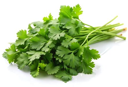 新鮮なパクチーの束