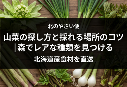 山菜の探し方と採れる場所のコツ｜森でレアな種類を見つける
