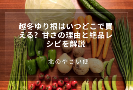 越冬ゆり根はいつどこで買える?甘さの理由と絶品レシピを解説