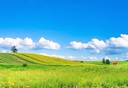 北海道野菜