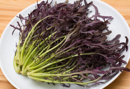 紫水菜