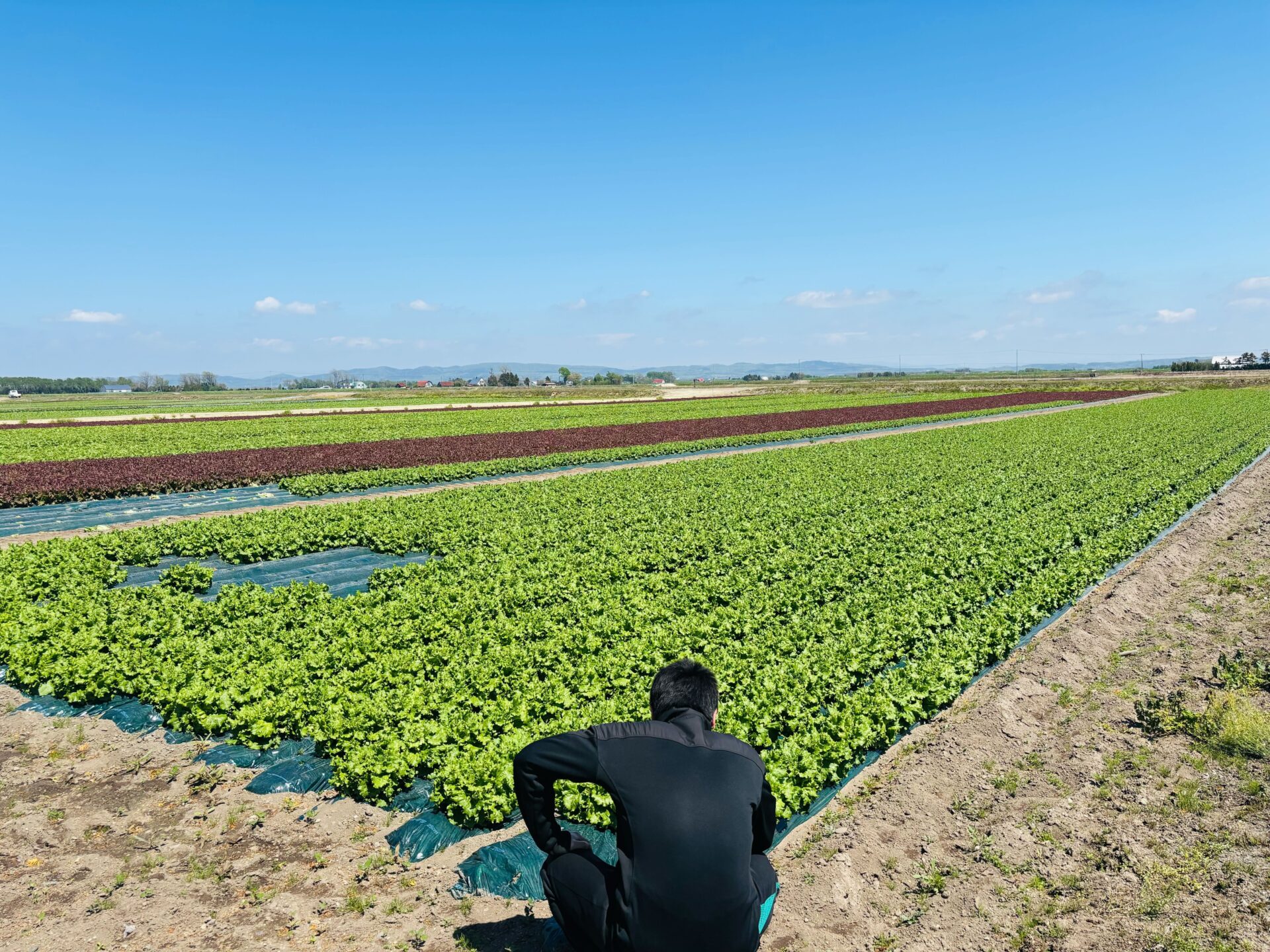 北海道の珍しい野菜・伝統野菜を卸売｜産地直送の北のやさい便