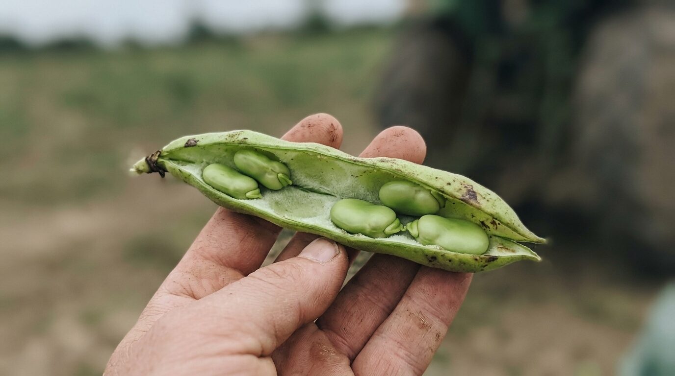 さやを開いたそら豆の中身を寄りで写した写真