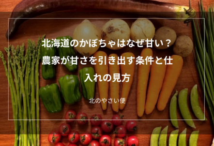 北海道のかぼちゃはなぜ甘い？農家が甘さを引き出す条件と仕入れの見方