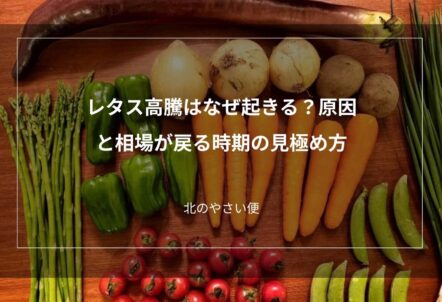 レタス高騰はなぜ起きる？原因と相場が戻る時期の見極め方