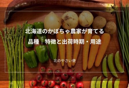 北海道のかぼちゃ農家が育てる品種｜特徴と出荷時期・用途