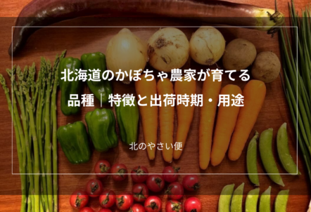 北海道のかぼちゃ農家が育てる品種｜特徴と出荷時期・用途