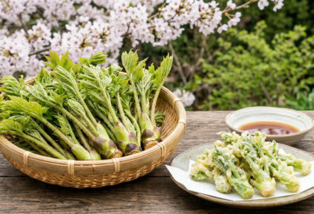 タラの芽を竹かごに盛り付け、調理済みの料理と共に並べた様子。