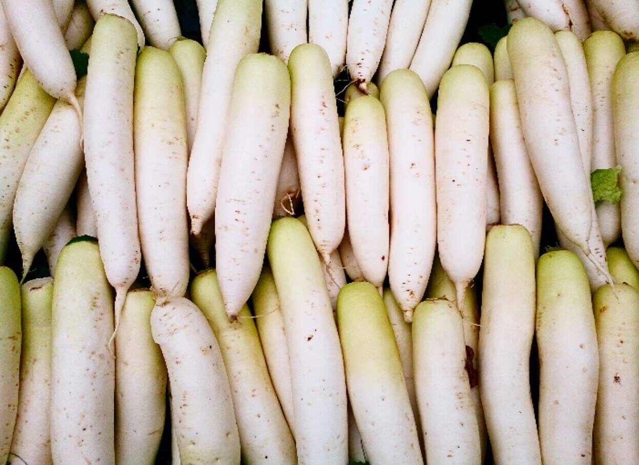 収穫したての大根