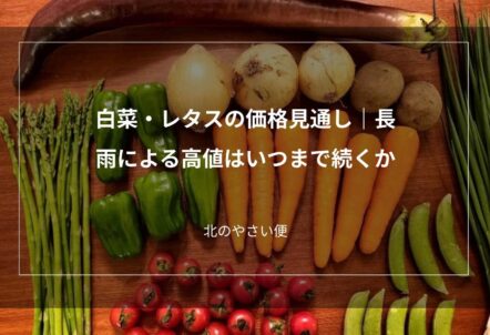 白菜・レタスの価格見通し｜長雨による高値はいつまで続くか