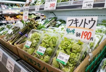 フキノトウが束ねられビニール袋に入れられ、スーパーの青菜コーナーに並んでいる。